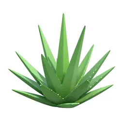 Aloe vera rosette