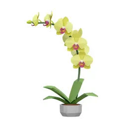 Orchid with arching stems