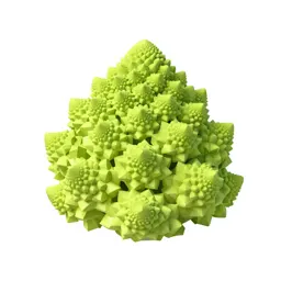 Head of romanesco