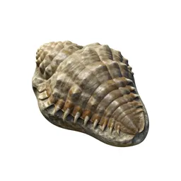 Fossil trilobite