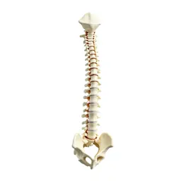 Spine anatomical model