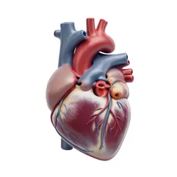 Anatomical heart model