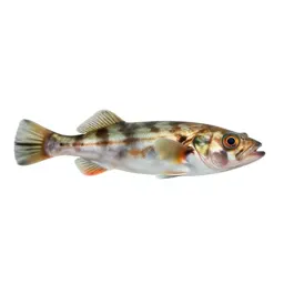 Barreleye fish