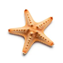 Brittle star
