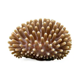 Coral polyp colony
