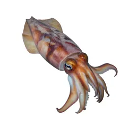 Cuttlefish changing colour