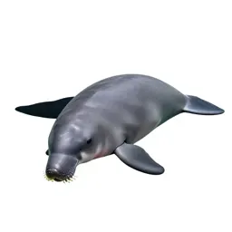 Dugong grazing