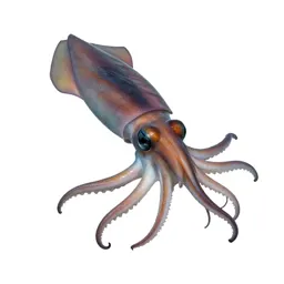 Giant squid