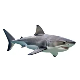 Great white shark