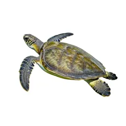 Green sea turtle