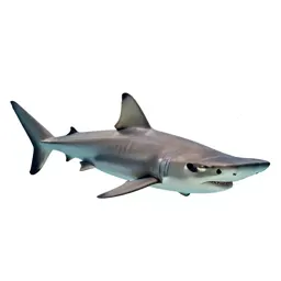 Hammerhead shark
