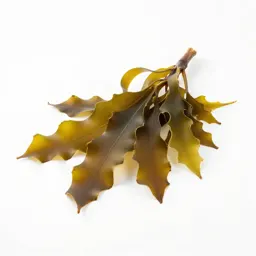 Kelp holdfast