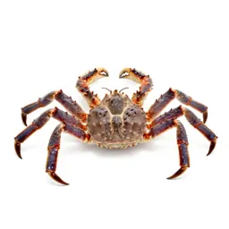 King crab