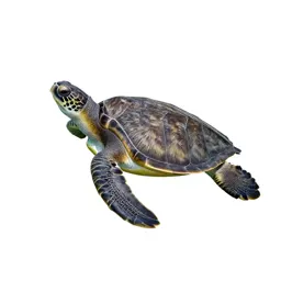 Leatherback turtle