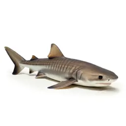 Leopard shark on sand