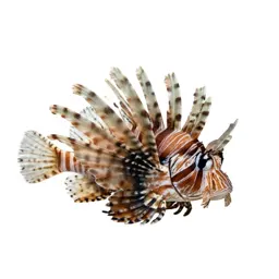 Lionfish
