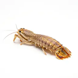 Mantis shrimp