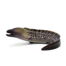 Moray eel