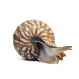 Nautilus