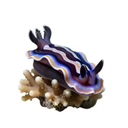 Nudibranch on coral