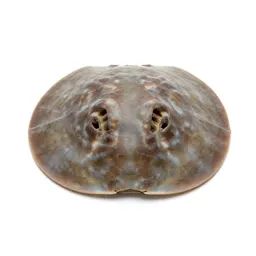 Sand dollar burrowing