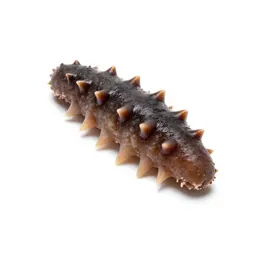Sea cucumber
