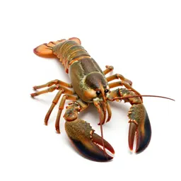 Spiny lobster
