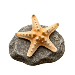 Starfish on rock