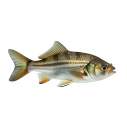 Sunfish