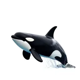 Orca breaching