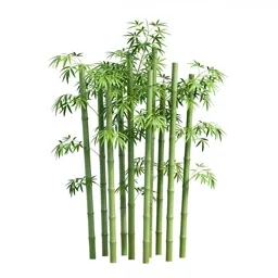 Bamboo grove
