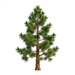 Bristlecone pine