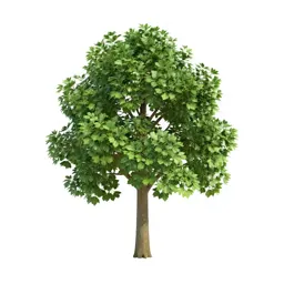 Cabbage tree