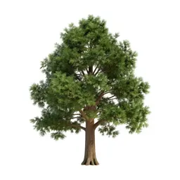 Cedar of Lebanon