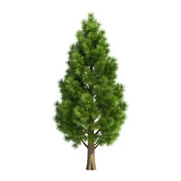 Cypress