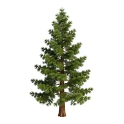 Douglas fir