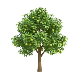 Fig tree with fruit