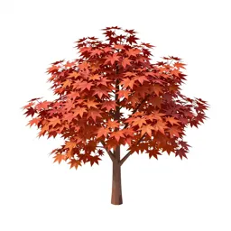 Japanese maple