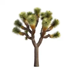 Joshua tree