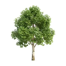 Paperbark tree