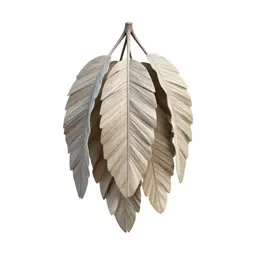 Silver beech