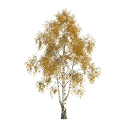 Silver birch stand