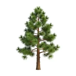 Stone pine