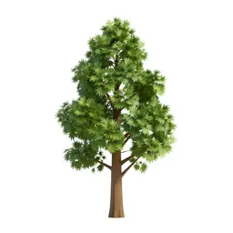 Totara