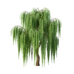 Weeping willow