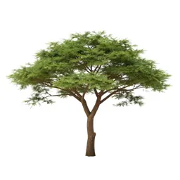 Acacia on savannah