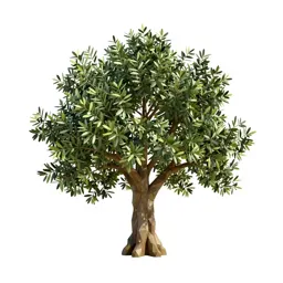 Olive tree with a gnarled trunk