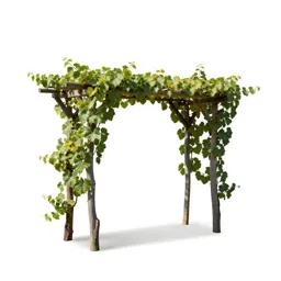 Grape arbor