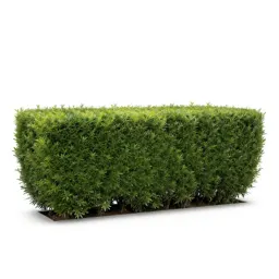 Hedge