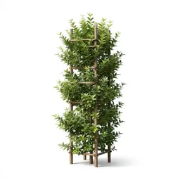 Espalier